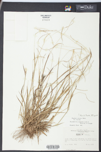 Paspalum setaceum var. setaceum image