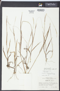 Paspalum setaceum var. setaceum image