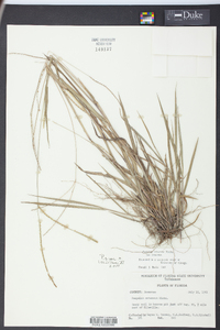 Paspalum setaceum var. setaceum image