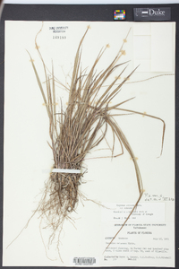 Paspalum setaceum var. setaceum image