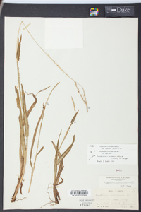 Paspalum setaceum var. supinum image