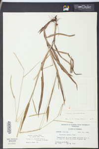 Paspalum setaceum var. supinum image