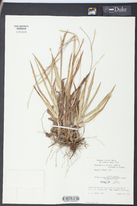 Paspalum setaceum var. supinum image