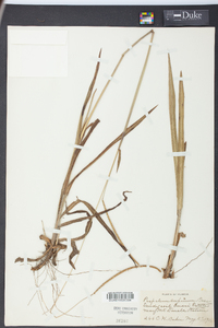 Paspalum setaceum var. supinum image