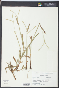 Paspalum setaceum var. supinum image