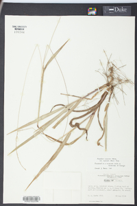 Paspalum setaceum var. supinum image