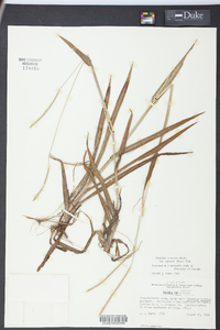 Paspalum setaceum var. supinum image