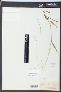 Paspalum setaceum var. setaceum image