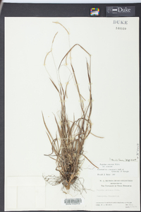 Paspalum setaceum var. setaceum image