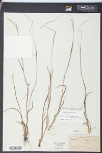 Paspalum setaceum var. setaceum image