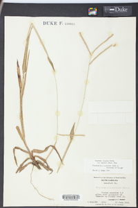 Paspalum setaceum var. supinum image