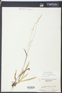 Paspalum setaceum var. supinum image