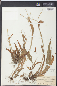 Paspalum setaceum var. supinum image