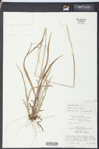 Paspalum setaceum var. villosissimum image