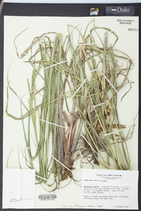 Paspalum urvillei image