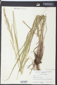 Paspalum urvillei image