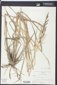 Paspalum urvillei image