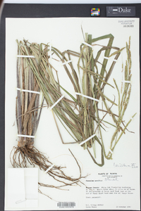 Paspalum urvillei image