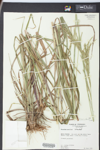 Paspalum urvillei image