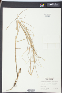 Reimarochloa oligostachya image