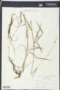 Sacciolepis striata image