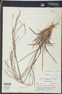 Schizachyrium stoloniferum image