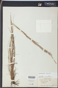 Schizachyrium tenerum image