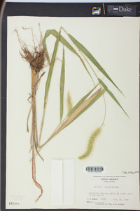 Setaria faberi image