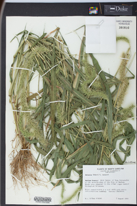 Setaria faberi image