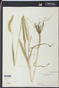 Setaria faberi image