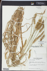 Pennisetum glaucum image