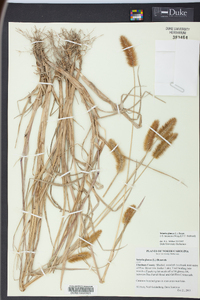 Pennisetum glaucum image