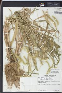 Pennisetum glaucum image