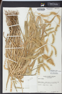 Pennisetum glaucum image