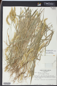 Pennisetum glaucum image