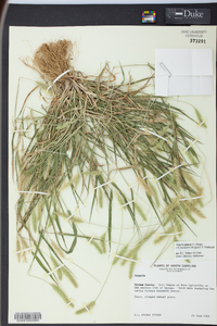 Pennisetum glaucum image