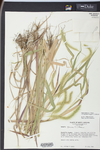 Pennisetum glaucum image