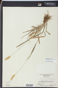 Pennisetum glaucum image