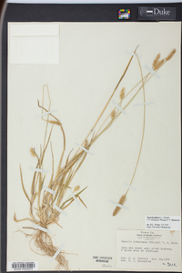 Pennisetum glaucum image