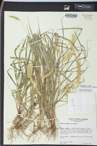 Pennisetum glaucum image