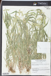 Setaria pumila image