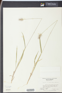 Setaria corrugata image