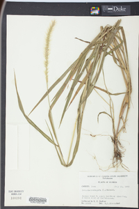 Setaria corrugata image