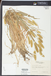 Pennisetum glaucum image