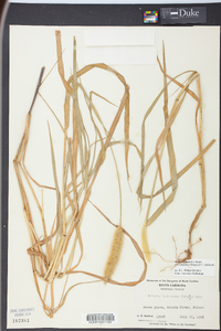 Pennisetum glaucum image