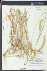 Pennisetum glaucum image