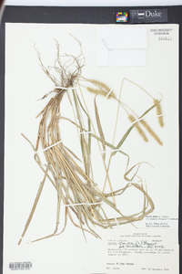 Pennisetum glaucum image