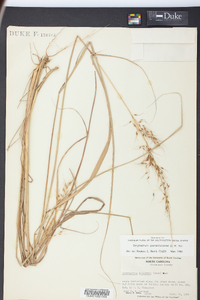 Sorghastrum apalachicolense image