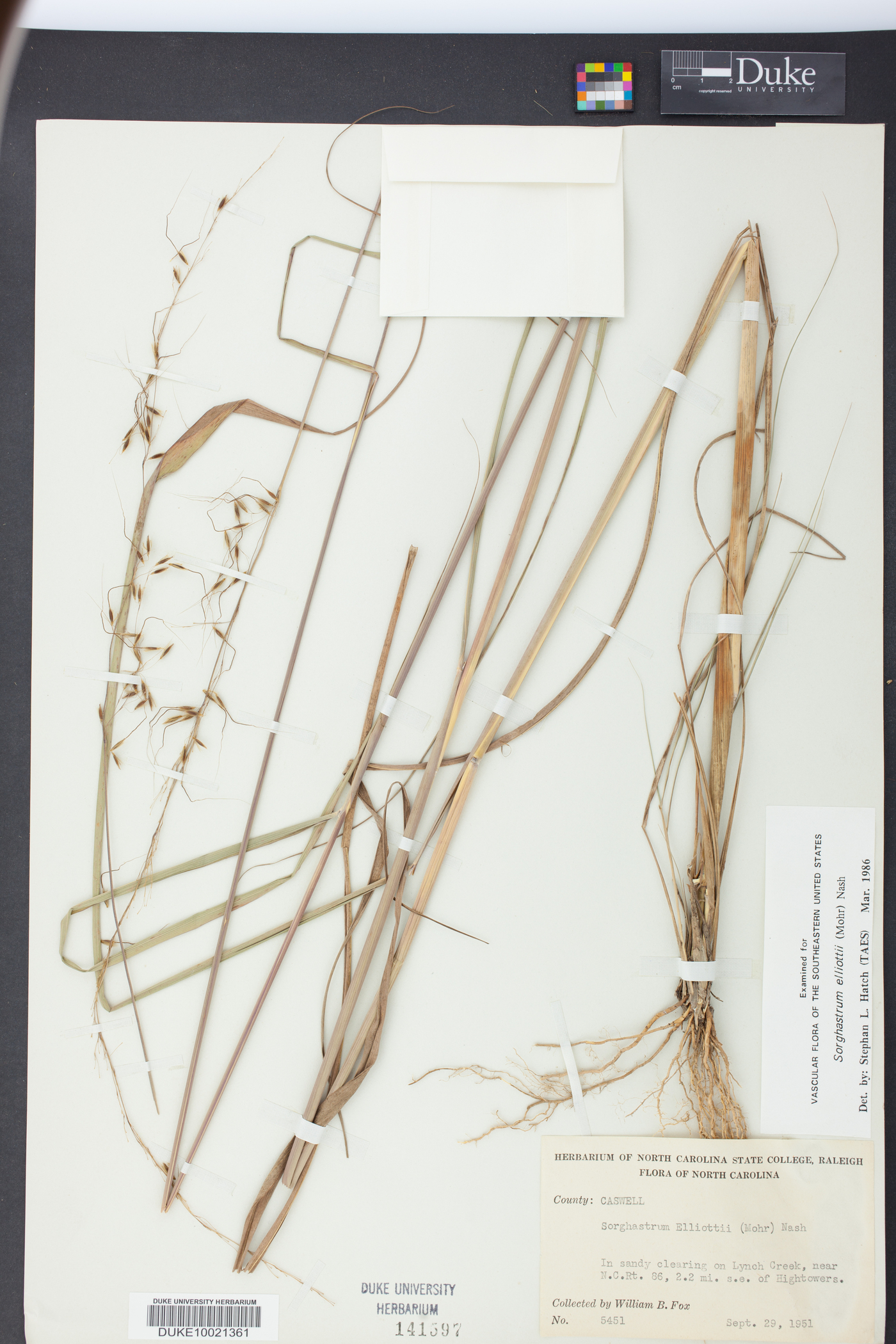 Sorghastrum elliottii image