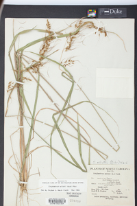 Sorghastrum elliottii image